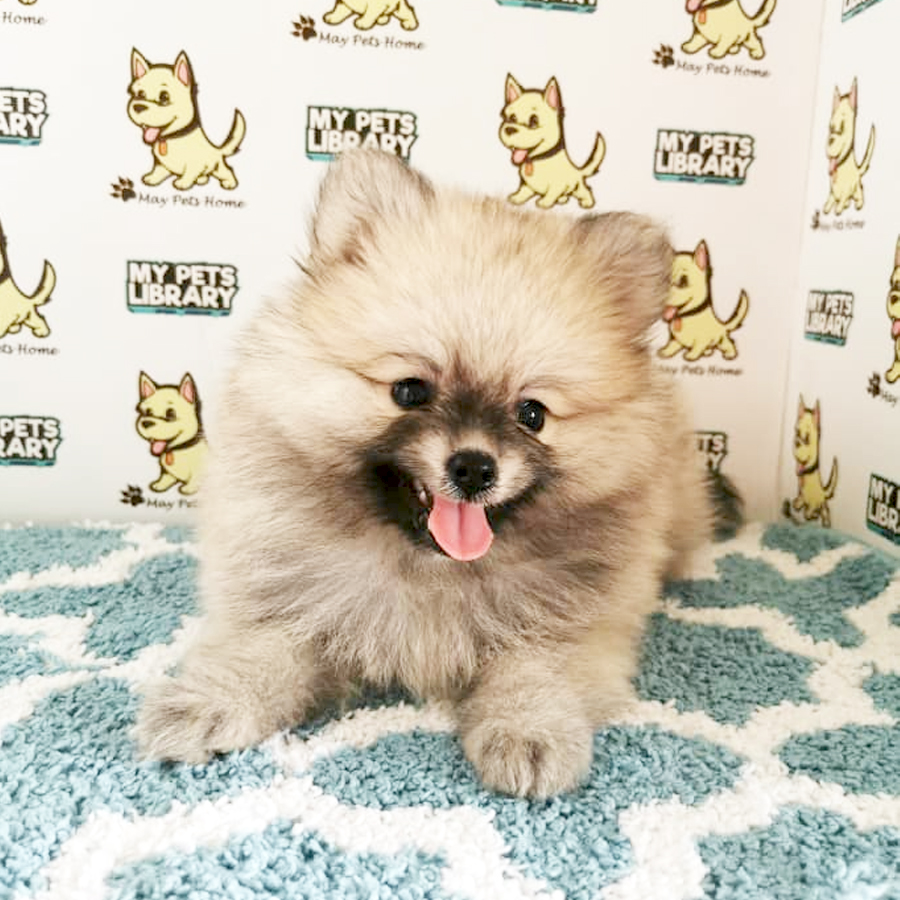 Pomeranian Puppy (Male) For Sale