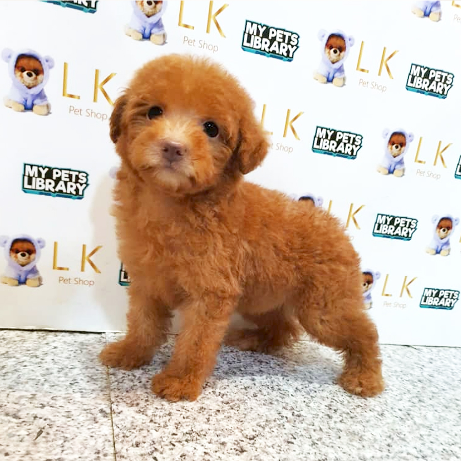Toy Poodle Puppy (Female) For Sale