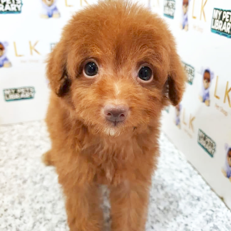 Toy Poodle Puppy (Male) For Sale