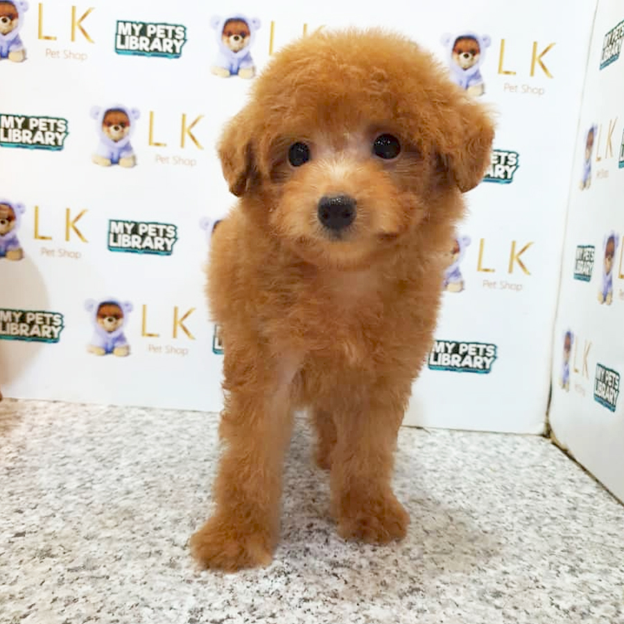 Toy Poodle Puppy (Male) For Sale