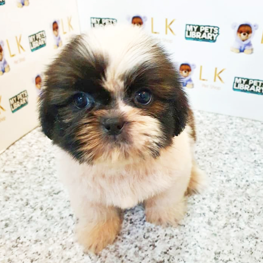Shih Tzu Puppy (Female) For Sale