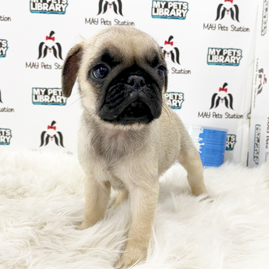 Pug Puppy (Male) For Sale