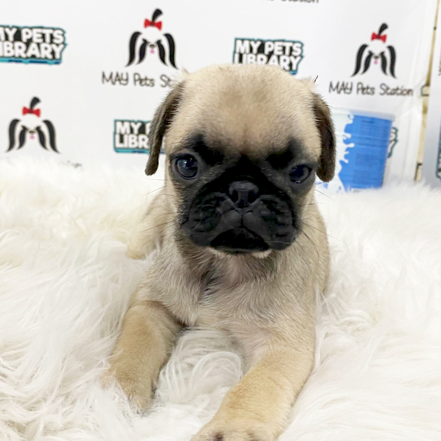 Pug Puppy (Female) For Sale