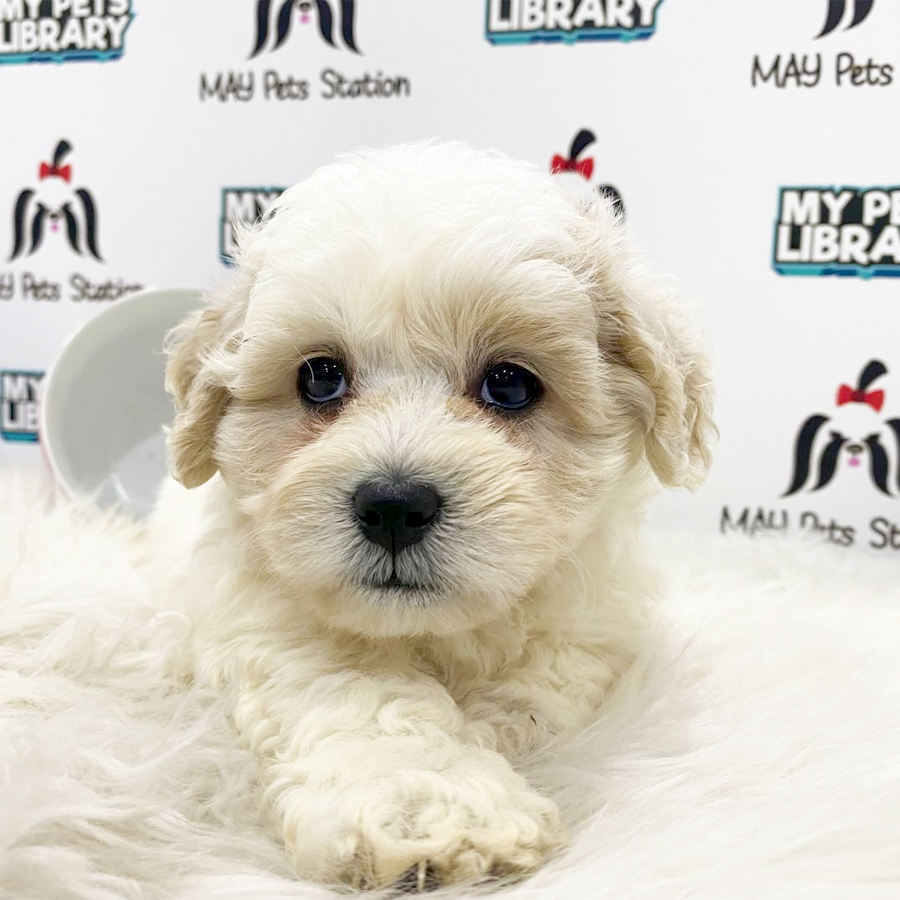 Toy Poodle Puppy (Male) For Sale