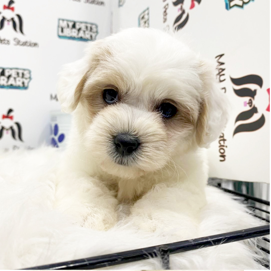 Toy Poodle Puppy (Female) For Sale