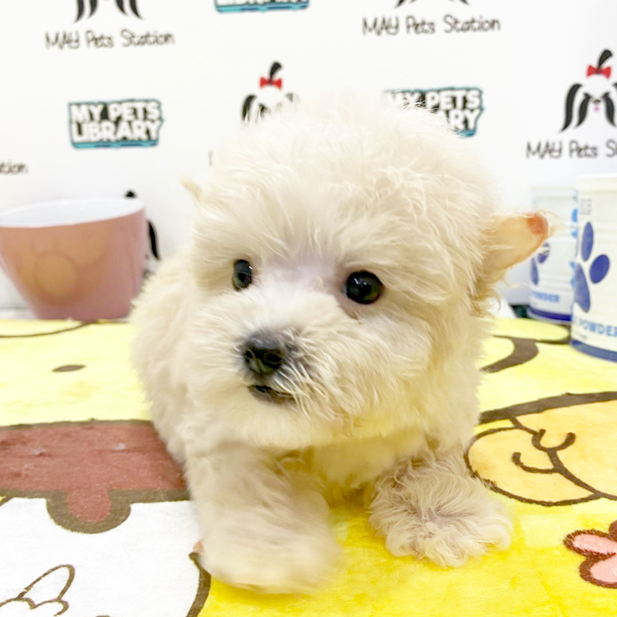Toy Poodle Puppy (Male) For Sale