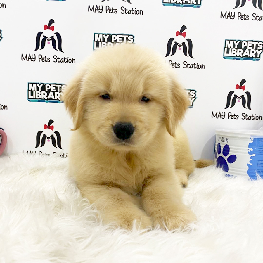Golden Retriever Puppy (Male) For Sale