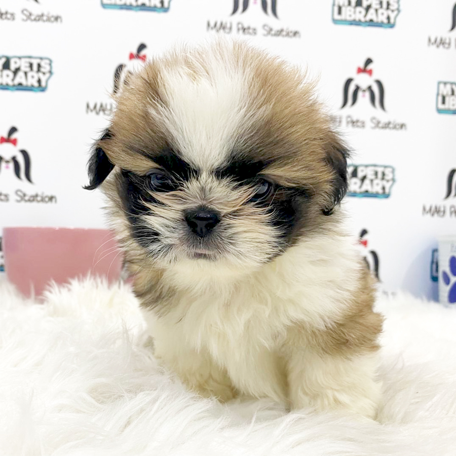 Shih Tzu Puppy (Male) For Sale