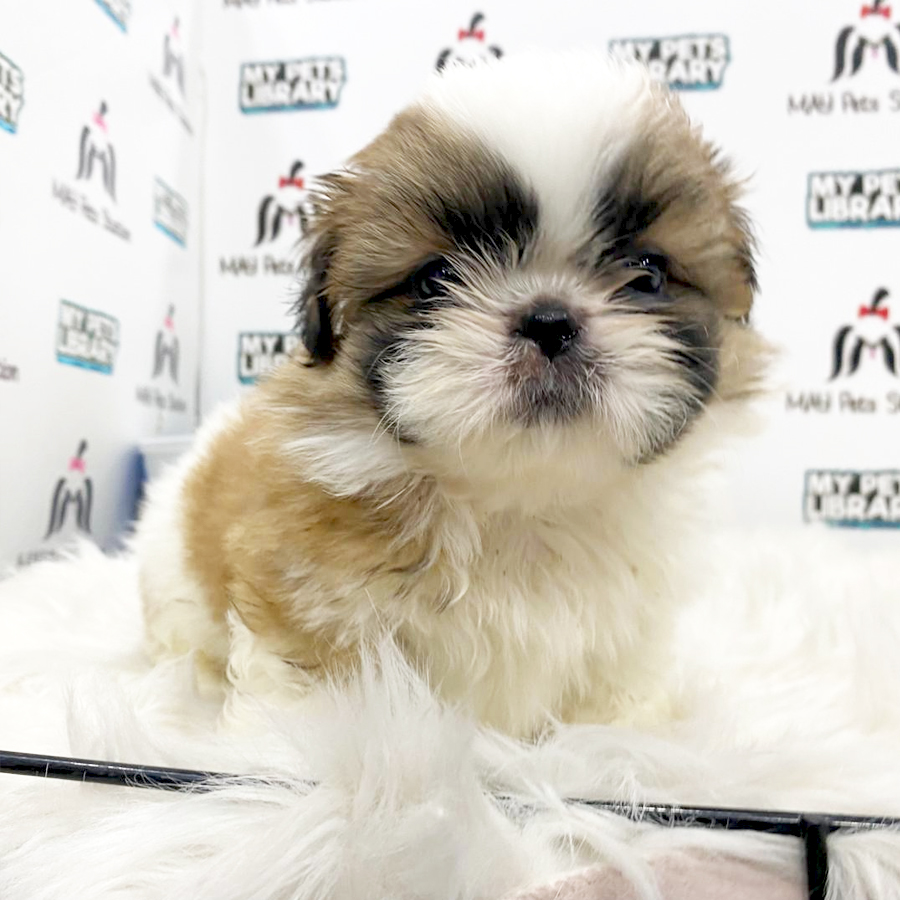 Shih Tzu Puppy (Male) For Sale