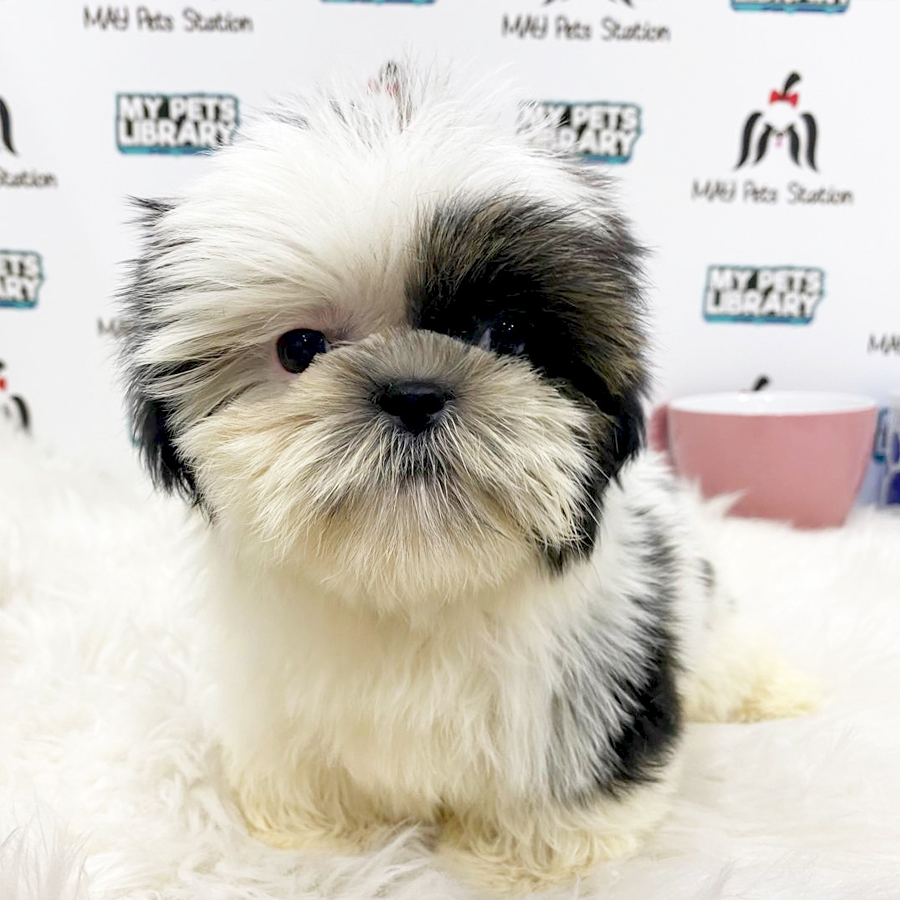 Shih Tzu Puppy (Female) For Sale