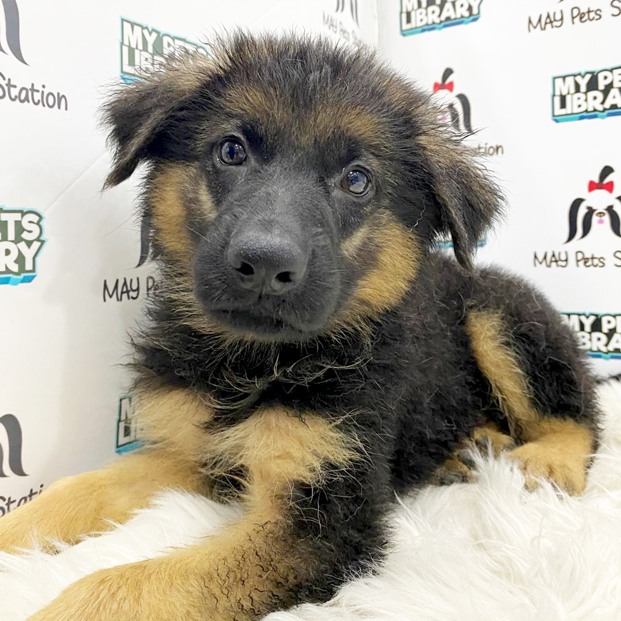 German Shepherd Puppy (Male) For Sale