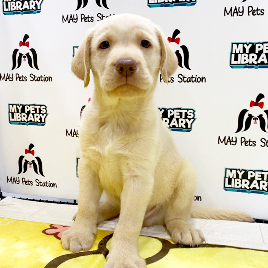 Labrador Puppy (Male) For Sale
