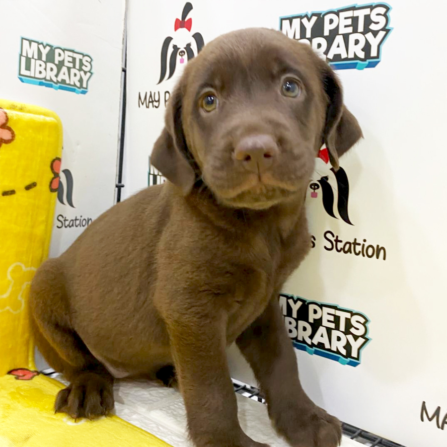 Labrador Puppy (Female) For Sale