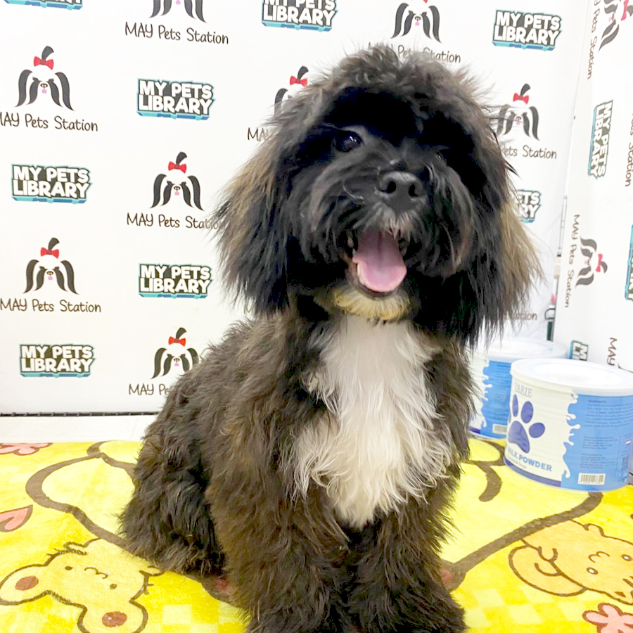 Shihpoo Puppy (Male) For Sale