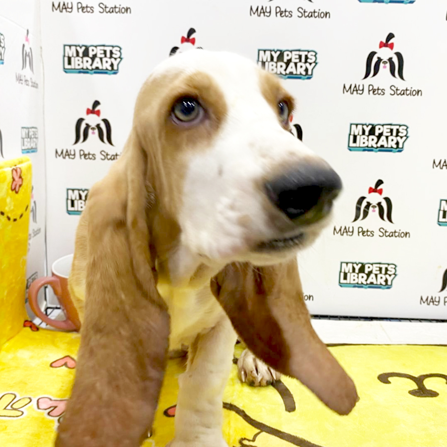 Basset Hound Puppy (Male) For Sale