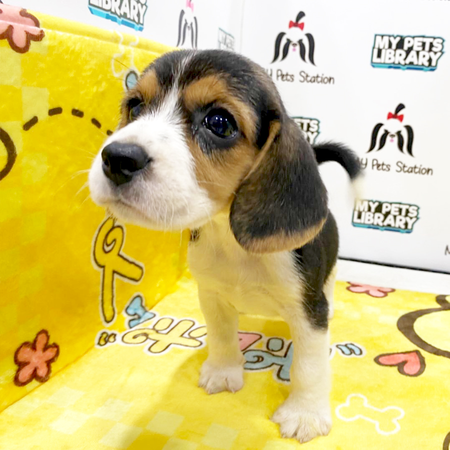 Beagle Puppy (Female) For Sale