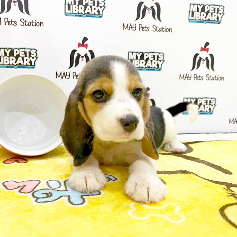 Beagle Puppy (Female) For Sale