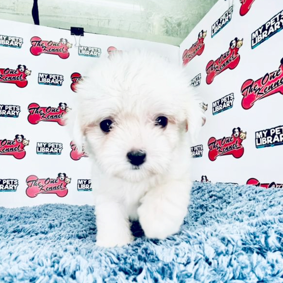 MKA Maltese Puppy (Female) For Sale