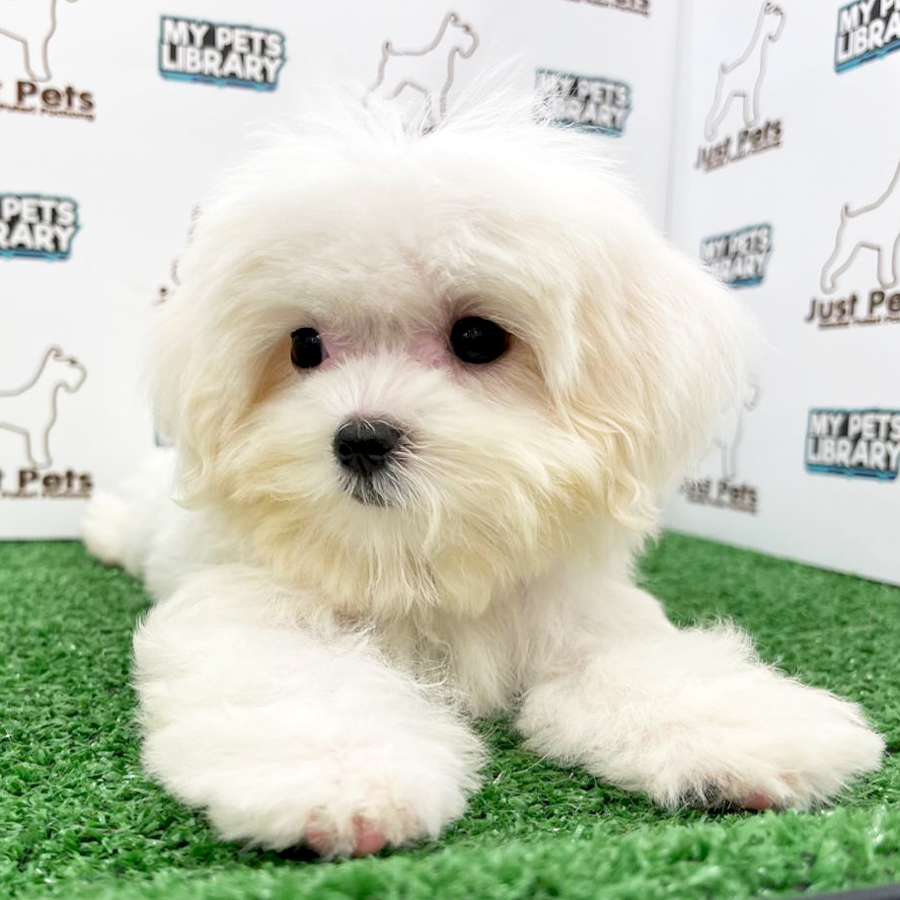 Taiwan Imported Maltese Puppy (Female) For Sale