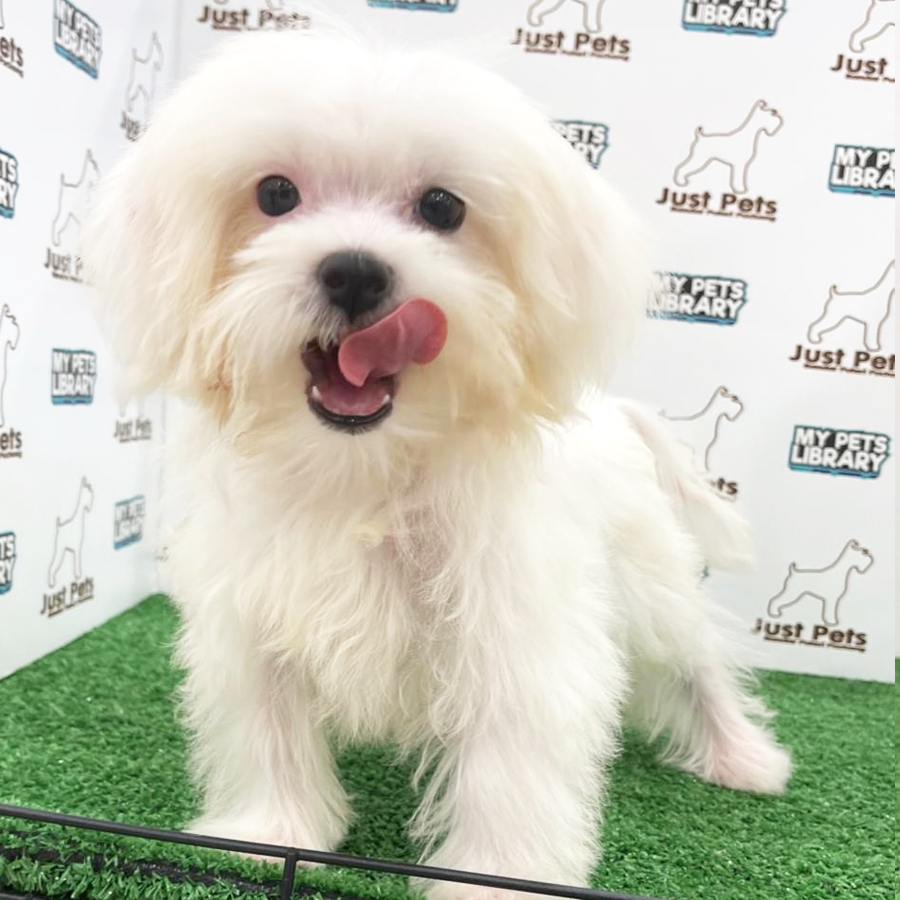 Taiwan Imported Maltese Puppy (Male) For Sale