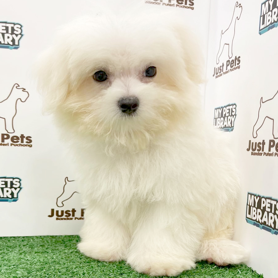 Taiwan Imported Maltese Puppy (Male) For Sale