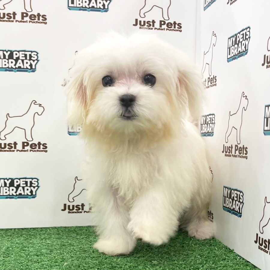 Taiwan Imported Maltese Puppy (Male) For Sale
