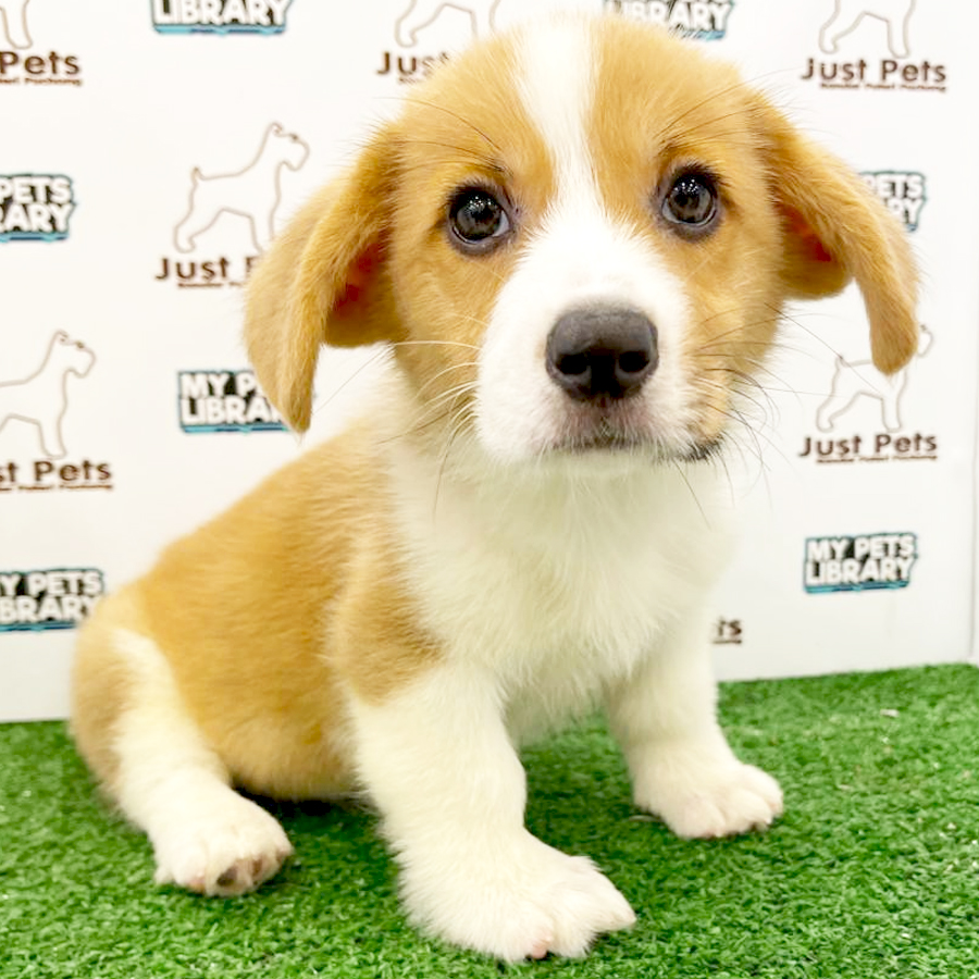 Taiwan Imported Corgi Puppy (Male) For Sale