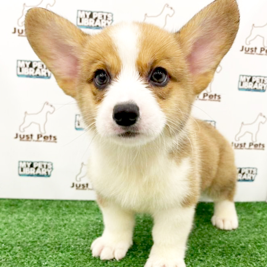 Taiwan Imported Corgi Puppy (Male) For Sale