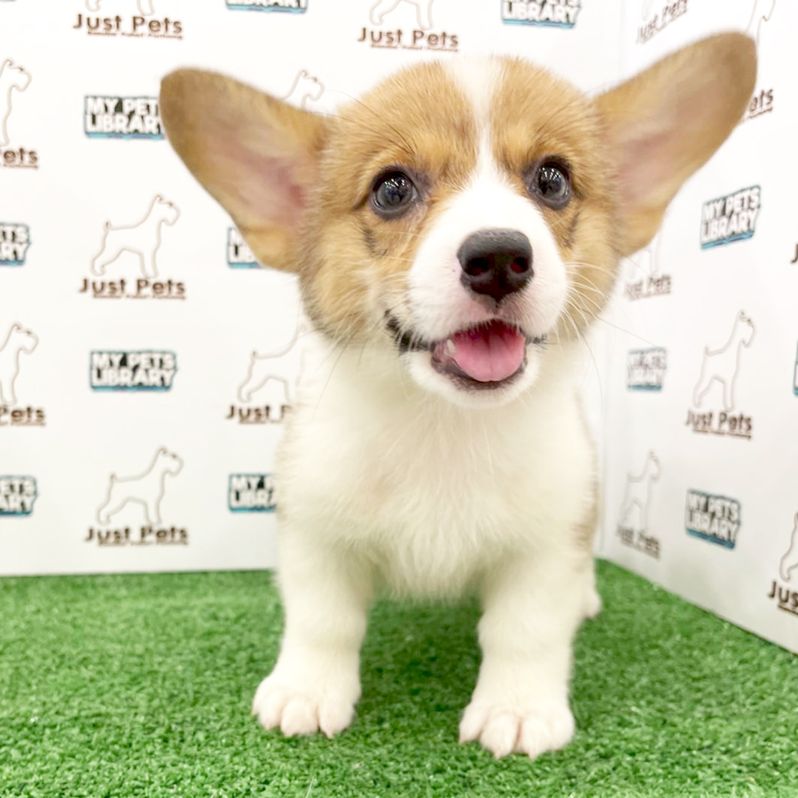Taiwan Imported Corgi Puppy (Female) For Sale