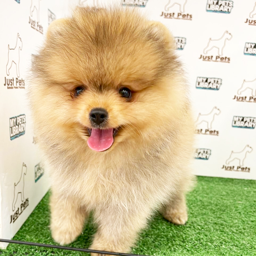MKA Pomeranian Puppy (Male) For Sale