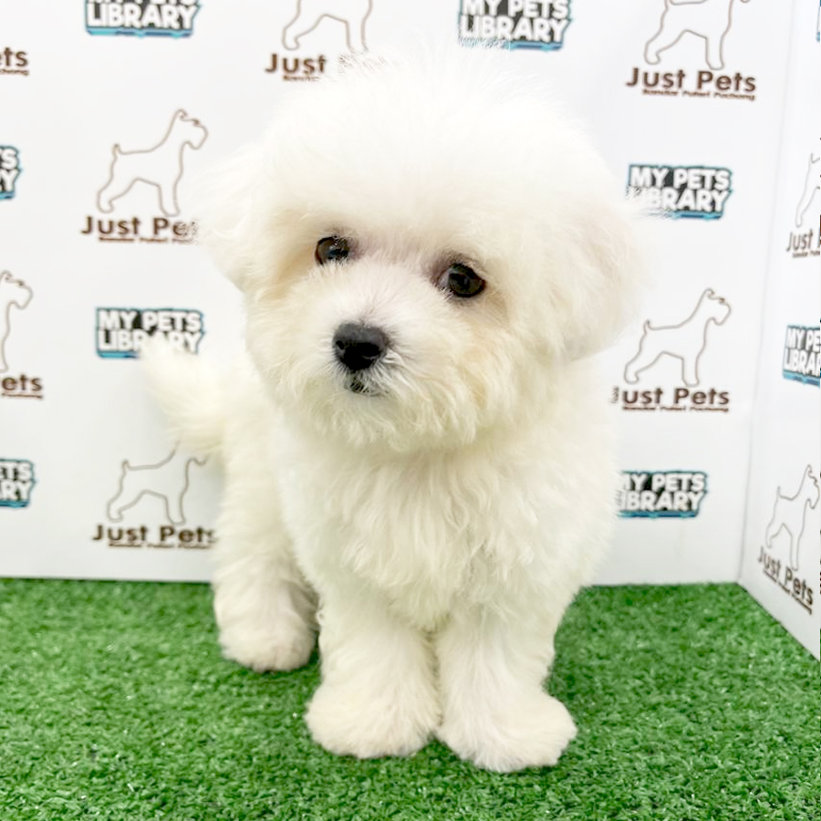 Taiwan Imported Bichon Frise Puppy (Female) For Sale