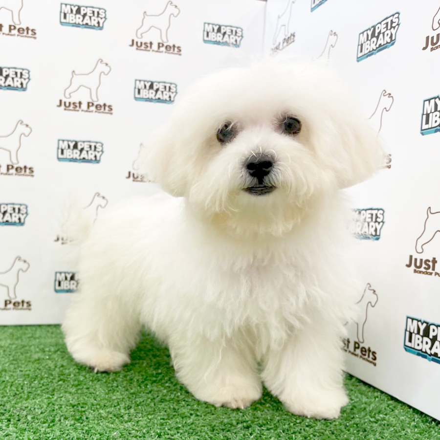 Taiwan Imported Bichon Frise Puppy (Female) For Sale