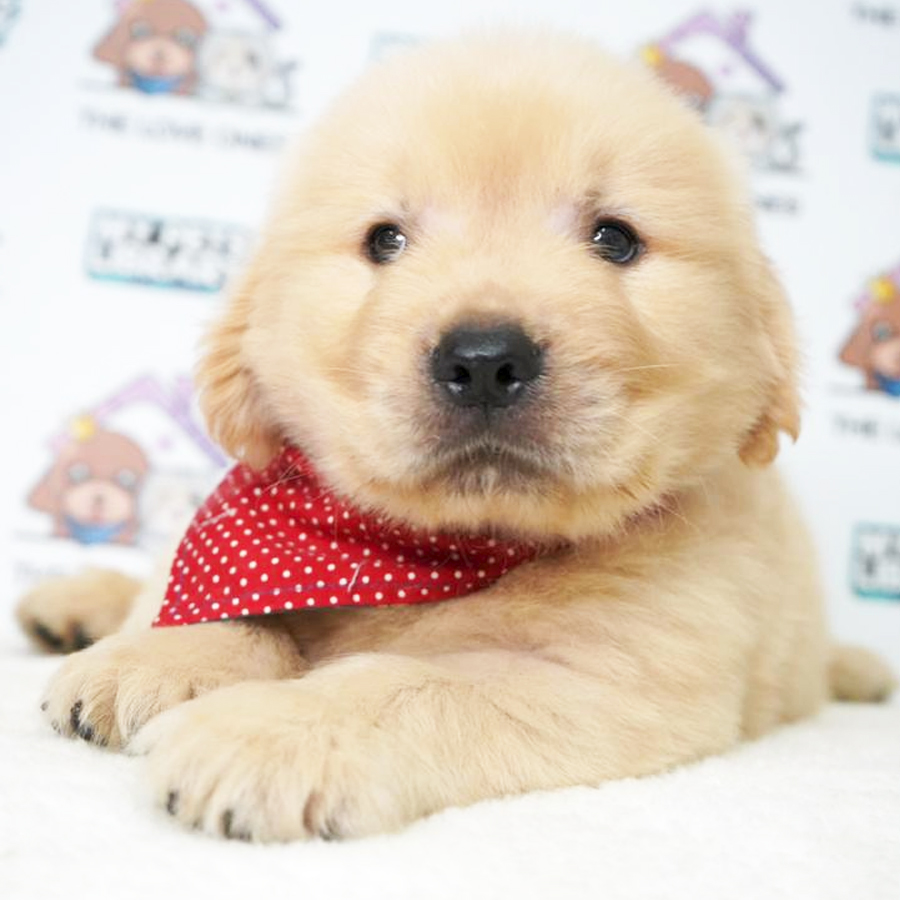MKA Golden Retriever Puppy (Female) For Sale