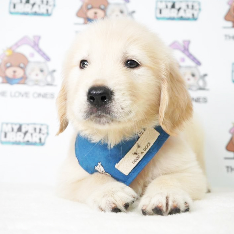 MKA Golden Retriever Puppy (Male) For Sale