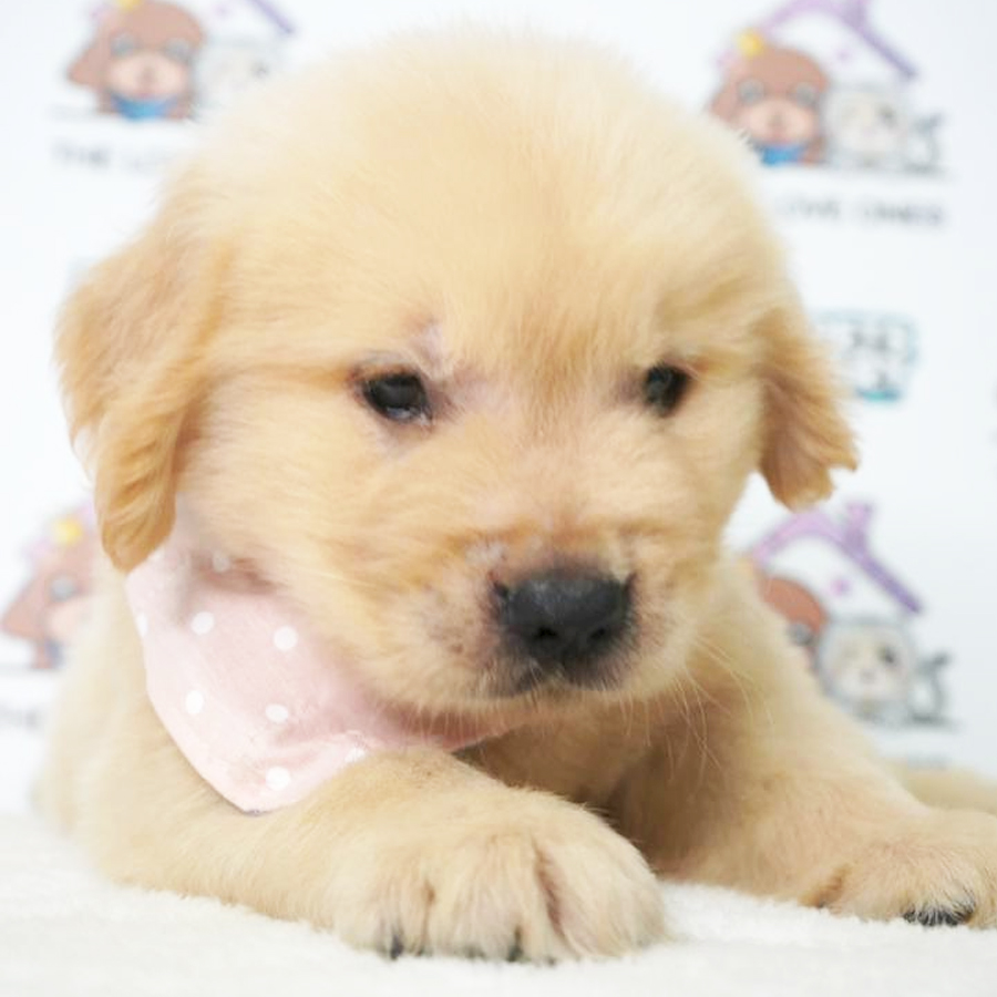MKA Golden Retriever Puppy (Female) For Sale
