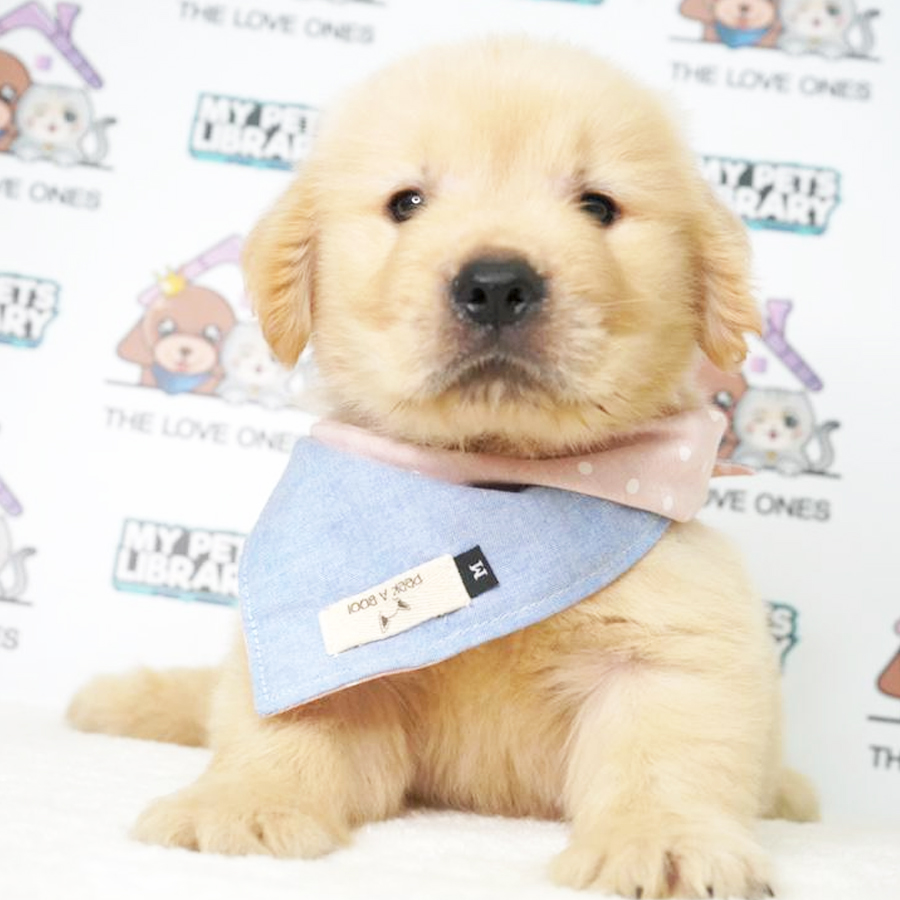 MKA Golden Retriever Puppy (Male) For Sale