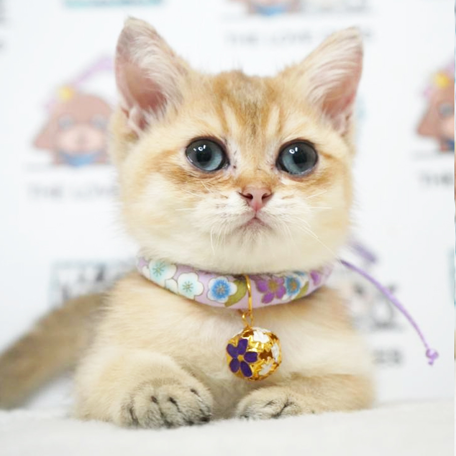 British Shorthair (Female) For Sale
