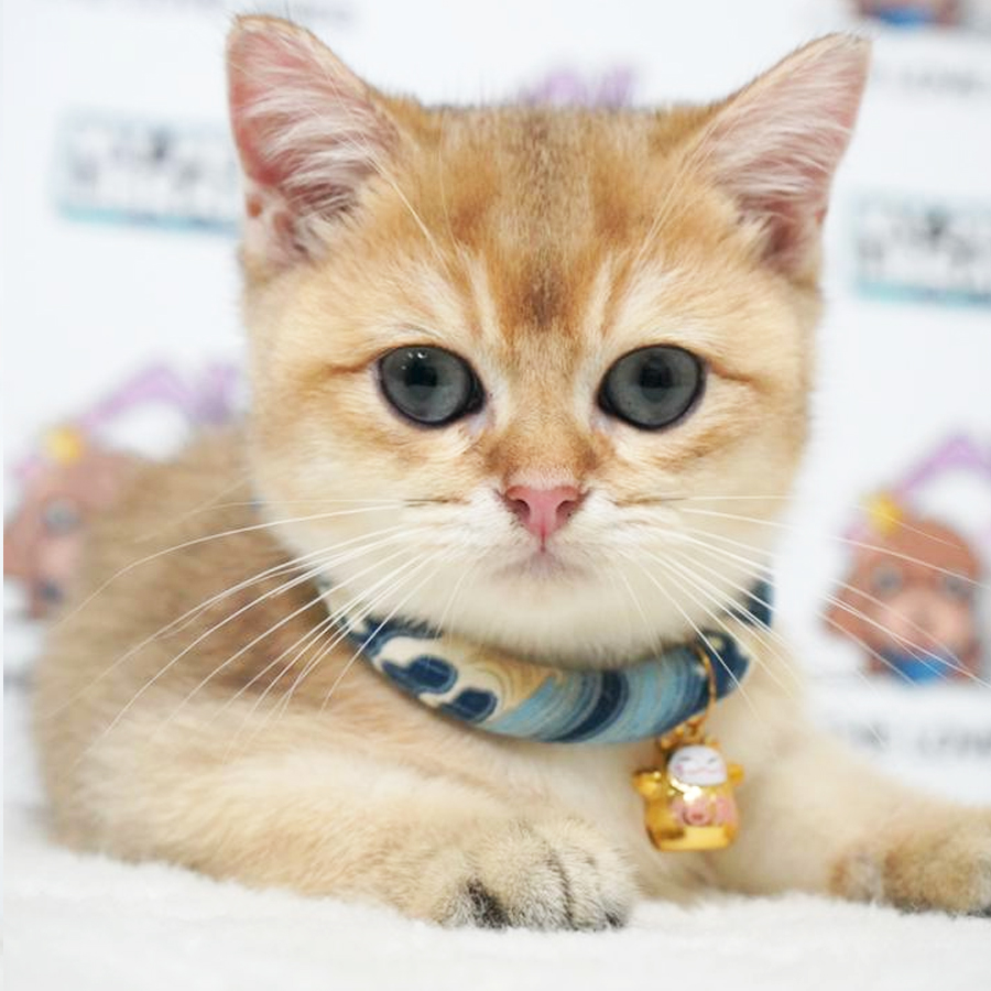 British Shorthair (Male) For Sale