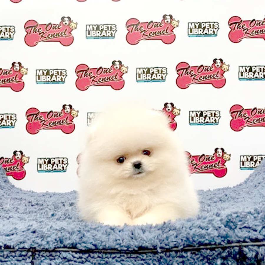 MKA Pomeranian Puppy (Female) For Sale