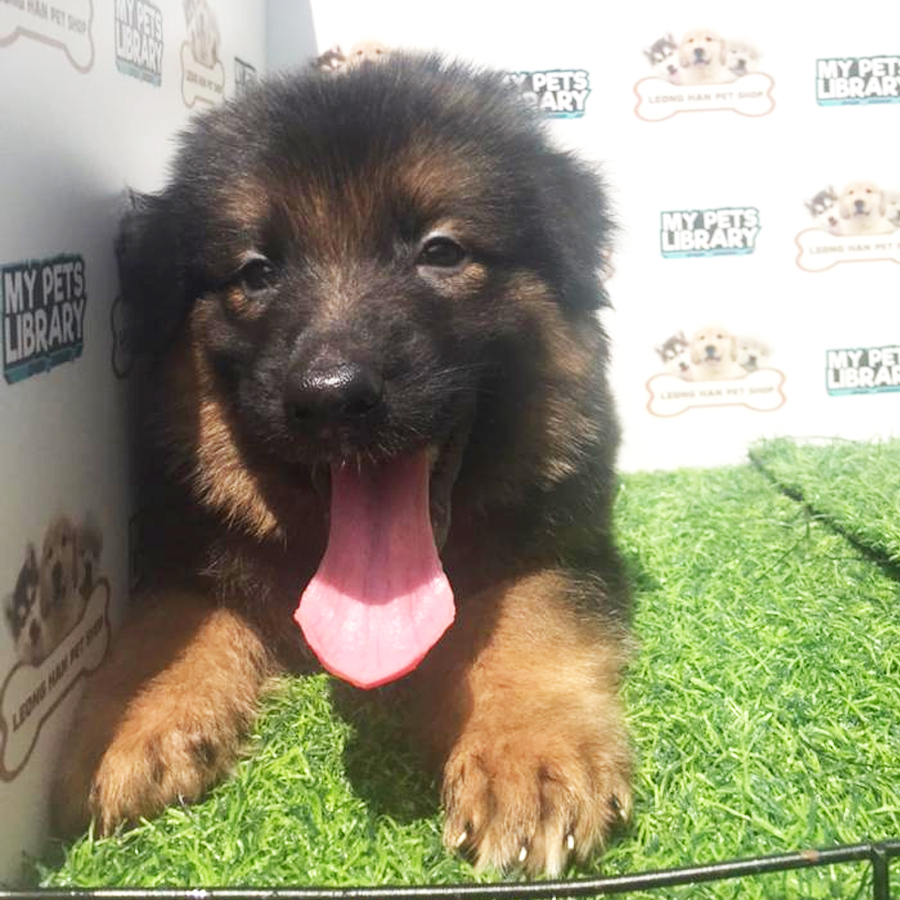 German Shepherd Puppy (Male) For Sale
