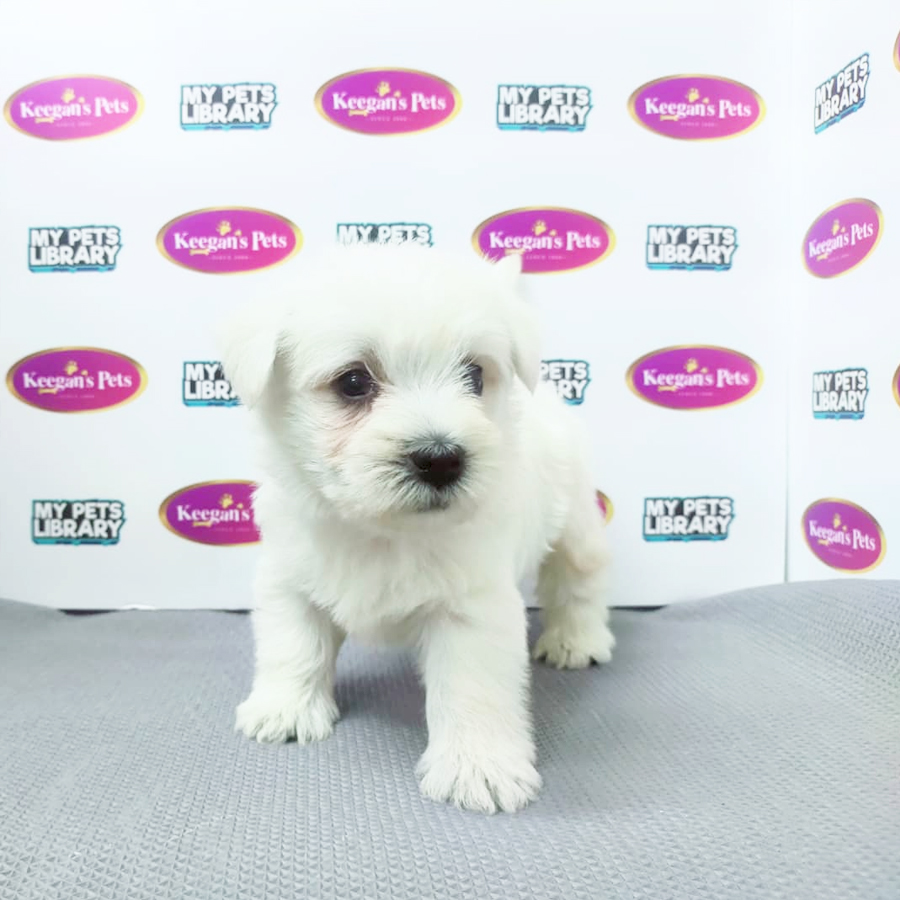 MKA West Highland White Terrier Puppy (Female) For Sale