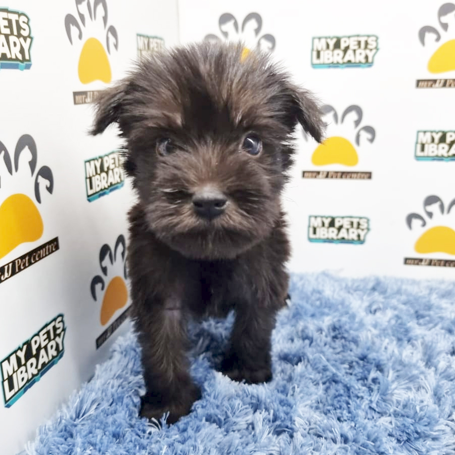 Mini Schnauzer Puppy (Male) For Sale