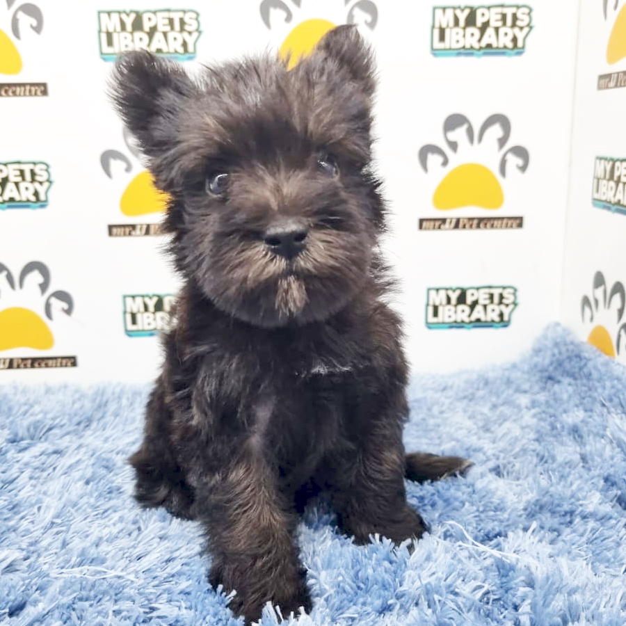 Mini Schnauzer Puppy (Male) For Sale