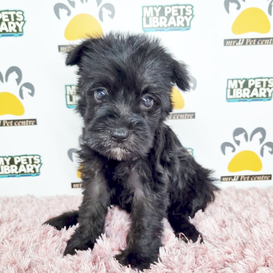 Mini Schnauzer Puppy (Female) For Sale