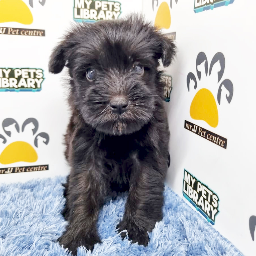 Mini Schnauzer Puppy (Male) For Sale