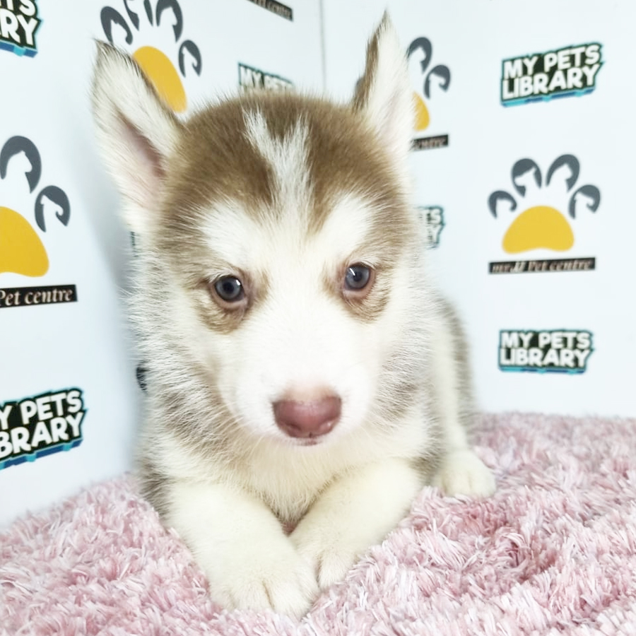 Siberian Husky Puppy (Female) For Sale
