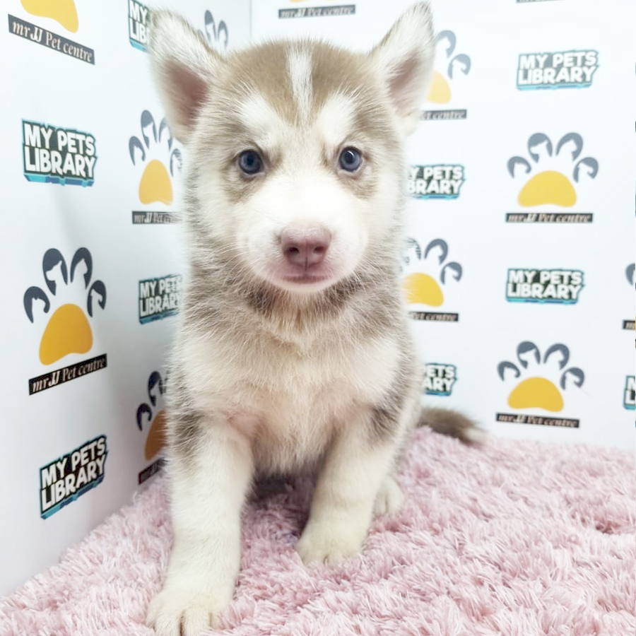 Siberian Husky Puppy (Female) For Sale