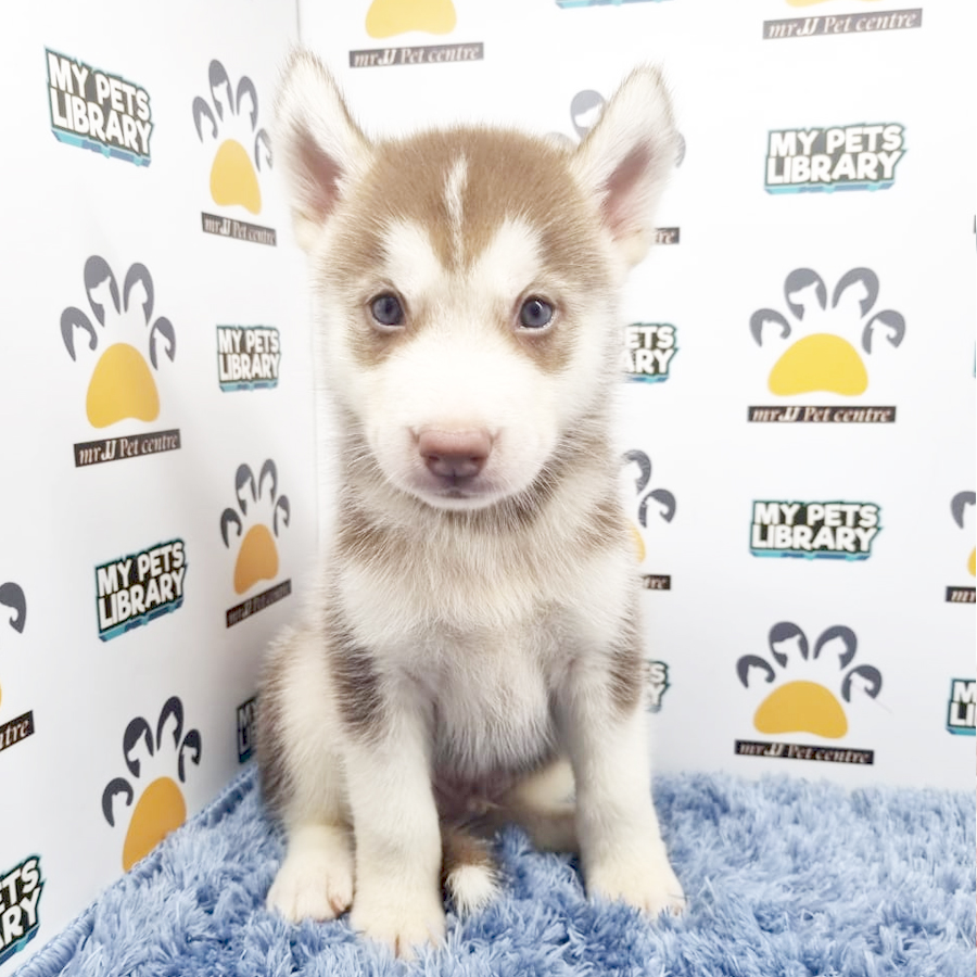 Siberian Husky Puppy (Male) For Sale