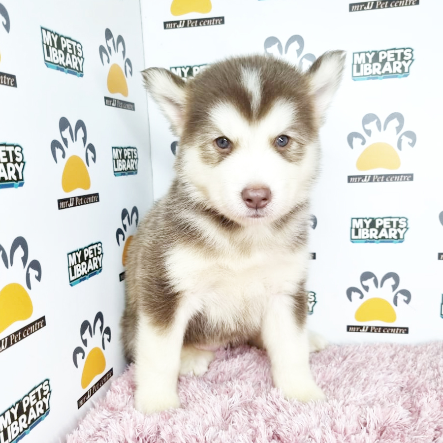 Siberian Husky Puppy (Female) For Sale