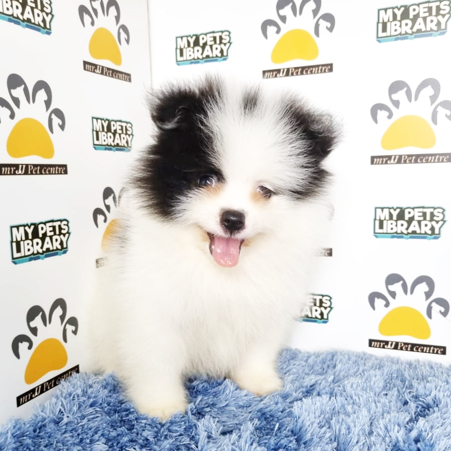 Pomeranian Puppy (Male) For Sale